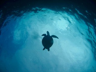 海の中を泳ぐアオウミガメ
