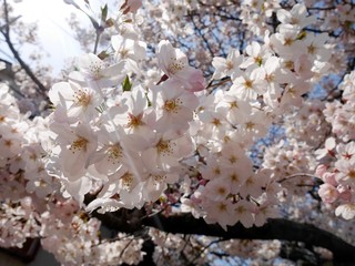 太陽の光の中の桜の花