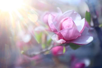 Fotobehang magnolia blossom spring garden / beautiful flowers, spring background pink flowers © kichigin19