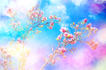 Plakat blurred background flowers / concept not clear soft background for design spring mood