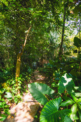 leafy trees in the tropical forest