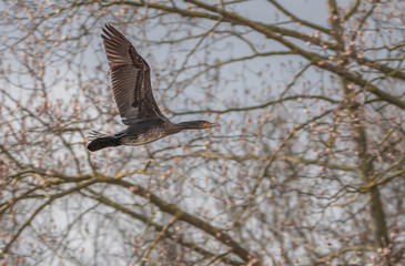 Graugans im Flug 2