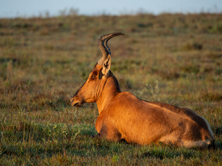 Red hartebeest (Alcelaphus buselaphus caama or Alcelaphus caama) lying on the ground. Eastern Cape. South Africa.