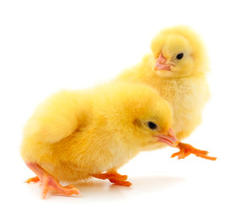 Obraz premium Two yellow chicks.