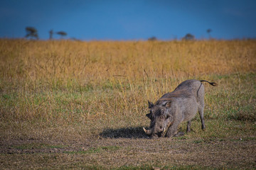Warthog bending down to get some food in Africa
