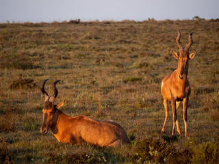 Red hartebeest (Alcelaphus buselaphus caama or Alcelaphus caama). Eastern Cape. South Africa