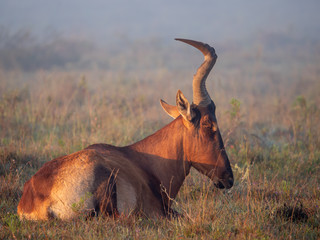 Red hartebeest (Alcelaphus buselaphus caama or Alcelaphus caama) lying on the ground in misty conditions. Eastern Cape. South Africa