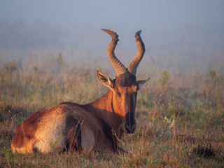 Red hartebeest (Alcelaphus buselaphus caama or Alcelaphus caama) lying on the ground in misty...