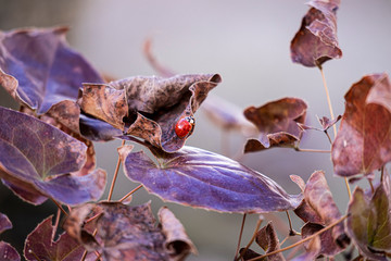 Marienkäfer auf Blatt