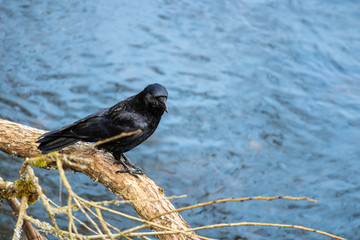 Krähe am Fluss