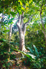 leafy tree in a tropical forest