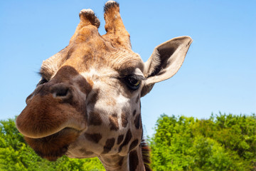 Portrait of a curious giraffe Giraffa camelopardalis over blue sky with white clouds in wildlife sanctuary