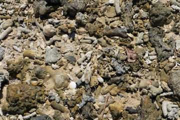 Debris of coral on the beach near the water. Coral beach.