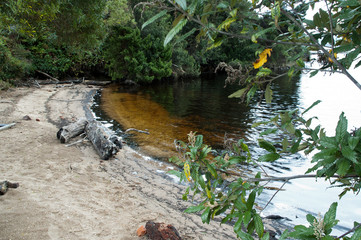 Sarah Island Australia,  sand beach with water colored by tannin from tree leaves