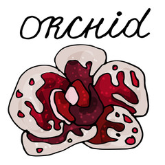 A collection of flowers of a blooming orchid on an isolated white background. The contour is drawn by hand. Set of vintage elements for decorating cards, wedding invitations and much more.Lettering.