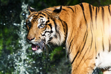 Fototapeta na wymiar The tiger is looking for food in the forest. (Panthera tigris corbetti) in the natural habitat, wild dangerous animal in the natural habitat, in Thailand.