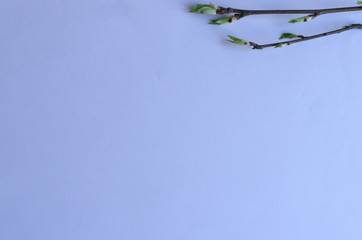 twigs with blooming leaves beautifully laid out on a lilac background. Spring, fresh herbs, decoration