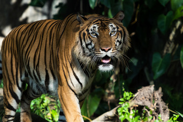 Close-up of a tiger's face. (Panthera tigris corbetti) in the natural habitat, wild dangerous animal in the natural habitat, in Thailand.