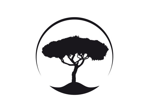 Vektor Logo Icon Pinus Pinea Kiefer Schirmkiefer, auch Mittelmeer-Kiefer genannt