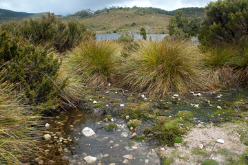 Cradle Mountain Tasmania, button grass surrounded by water with lake in background