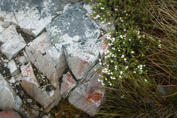 Cradle Mountain Tasmania, sub-alpine flowering  plant growing against gray rock