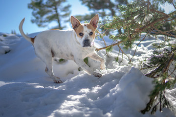 Portrait of a dog in the snow