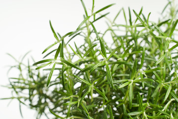 Obraz premium Rosemary green plant close up on white background 