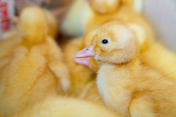 little yellow ducklings closeup. 
