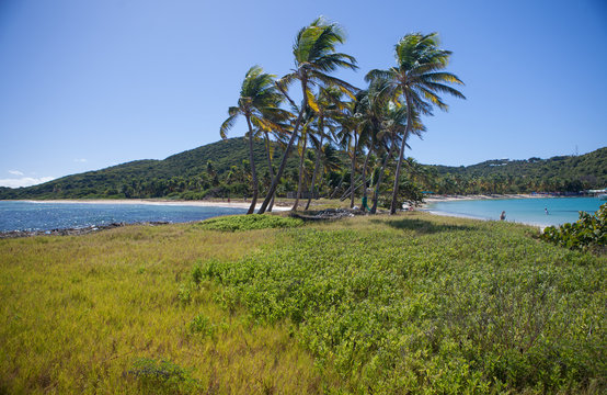 Caribbean Mayreau Island one of the Grenadines tropical beach with palm trees and turquoise ocean water