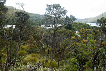 Cradle Mountain Australia, native bush land with flowering waratah tree with Dove Lake in background
