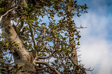 Fototapeta premium A kookaburra - one of the most popular birds of Australia - sitting on a branch of a tree in a public park in Sydney, New South Wales during a hot day in summer.