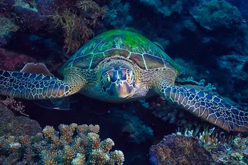 Fototapeten sea turtle underwater / exotic nature sea animal underwater turtle © kichigin19