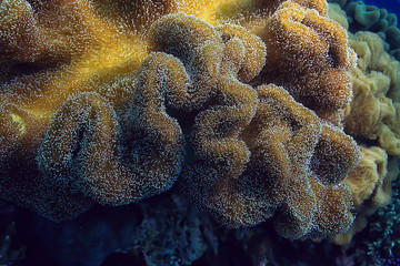 coral reef underwater / lagoon with corals, underwater landscape, snorkeling trip