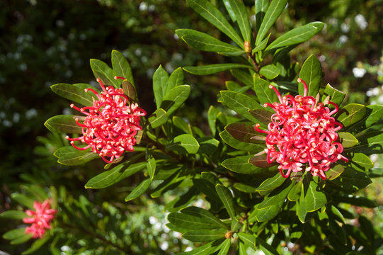 Cradle Mountain Tasmania, australian native telopea truncata or tasmanian waratah flowers in sunshine
