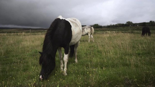 A black and white horse eating grass, Iceland, 4k