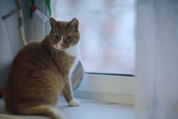 ginger cat / cute pet beautiful cat, red ginger