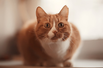ginger cat / cute pet beautiful cat, red ginger
