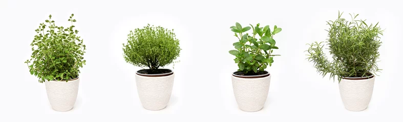 Grüne Thymian-, Oregano-, Minz- und Rosmarinpflanzen, die im Korb auf weißem Hintergrund wachsen, isoliert © Maria Tatic