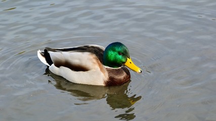 The mallard (Anas platyrhynchos) dabbling duck in the water