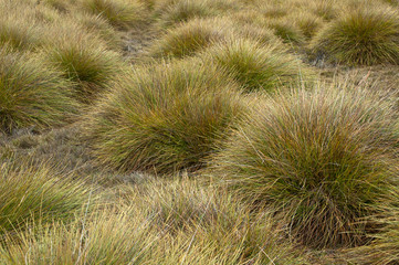 Cradle Mountain Tasmania, Button grassland tussocks at Dove lake 
