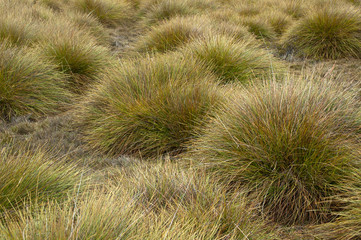 Cradle Mountain Tasmania, Button grassland tussocks at Dove lake 