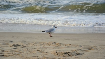 Close up on the one white gull walking on a sandy beach during the summer, sunny day. Panoramic view