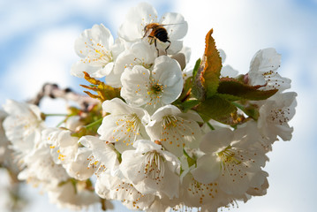 Flores de cerezo en flor. Prunus cerasus.