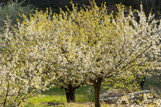 Cerezos en flor. Prunus cerasus.