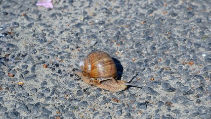 Helix pomatia (common names the Roman snail, Burgundy snail, edible snail or escargot) on the pebble road. Species of large, edible, air-breathing land snail. Panoramic photo