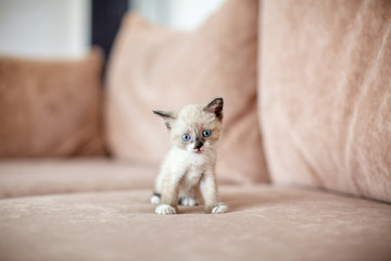 Kitten is on the sofa