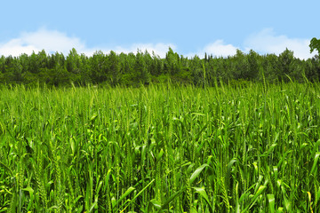 Green unripe wheat ears