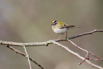 Firecrest passerine Regulus bird in forest