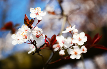 cherry blossom