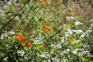 red berries of viburnum on a branch